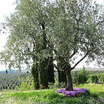 Country house Torre Di Ponzano